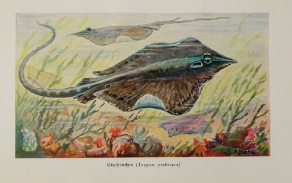 1926 - Stechrochen - (Trygon pastinaca) alter Druck